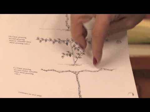 Gardening: Pruning : How to Prune Grape Vines