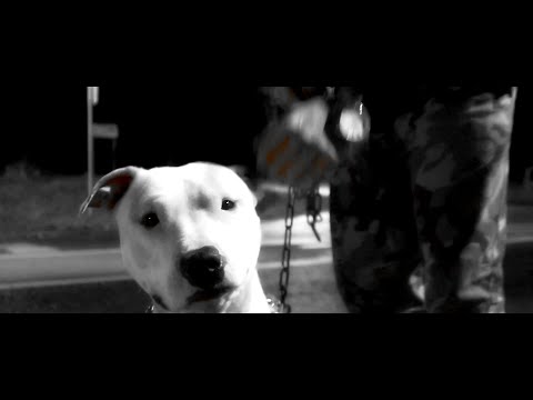 MICEK - PITBULL (Oficjalny teledysk)