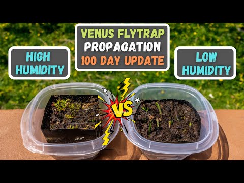 Venus Flytrap Propagation 100 Day Update: Low Vs. High Humidity - Which Performed Better?
