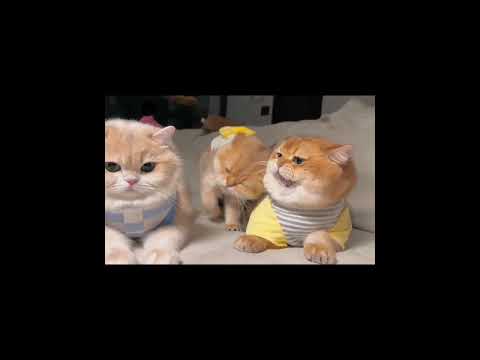 Little Baby cat team. md manik mia #meaow #shotrs #catvideos # mao