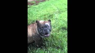 English bulldog Zo caught playing in mud