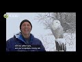Wild Kratts End Credits From Snowy Owl Invasion