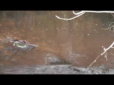 les saumons de la Rouvre