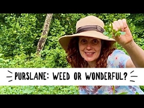 Purslane: The Superfood You Thought Was a Weed