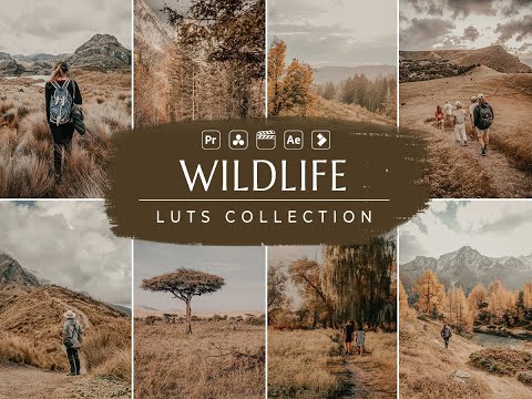 Wildlife Video LUTs- Influencer LUTs- Video Preset- Vn LUTs- LUT for Video Filter- Vn Video Editor