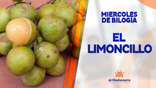 Miercoles de biología – El Limoncillo