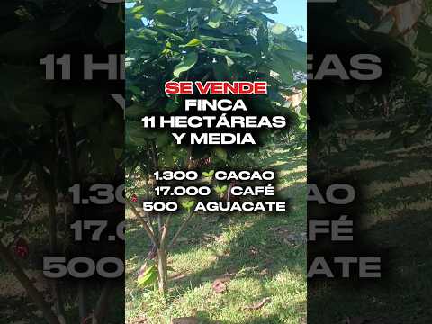 SE VENDE FINCA EN LEJANIAS, META COLOMBIA 🇨🇴. #ventadefincas  #fincasenventacolombia #fincaraiz