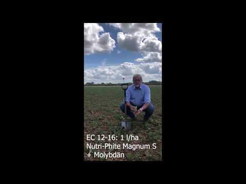 Förderung der Jugendentwicklung bei Leguminosen