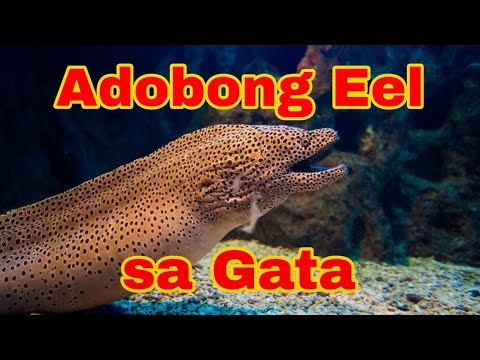 Adobong Igat (Eel) sa Gata