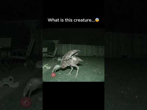 Dodo Bird like Creature Caught on Camera