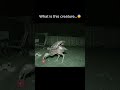 Dodo Bird Like Creature Caught On Camera