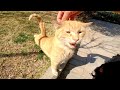 Feeding Two Hungry Homeless Cats Their First Meal In Days