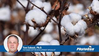 Download lagu Memilih varietas kapas yang tepat: kematangan, sifat dan vigor mp3