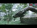 OMG The Snake Saved The Boy From The Cannibal Flower Snake 3 YOUKU MONSTER MOVIE