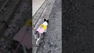 雪が降ったお陰で桜の絨毯が出現？！フレブルとお花見楽しみました♪