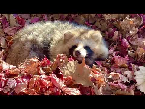 Raccoon dog cute video in Japan! Autumn leaves Tanuki! Baby fight menace bark food