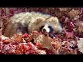 Raccoon dog cute video in Japan! Autumn leaves Tanuki! Baby fight menace bark food