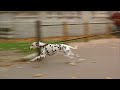 101 Dalmatians 1996 Perdy Causes Anita To Crash Into A Pond