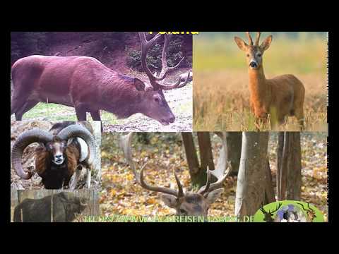 Episode14 Jagdreisen in Polen (deutsch)