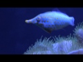 Bella Ella Fish Swimming In Seattle Aquarium
