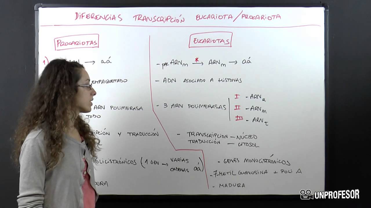 Diferencias entre la transcripción de eucariotas y procariotas