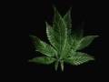 Grow More Pot