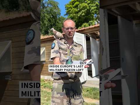 Inside Europe’s last military pigeon loft | AFP #shorts