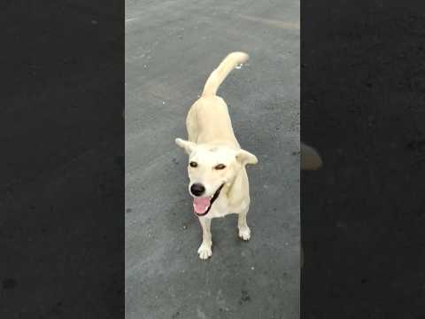 #shorts #animals #dog #doglovers