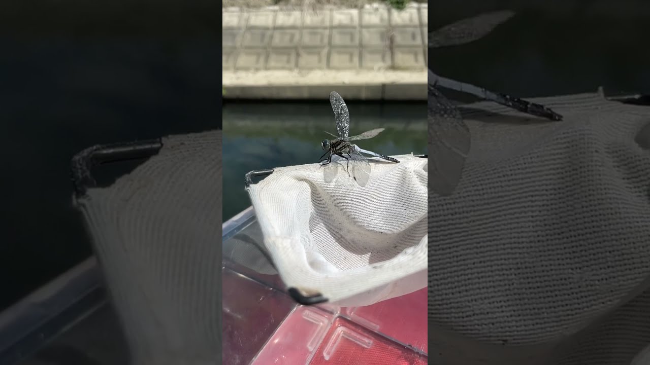 川に流されてたトンボをすくったんだが‥さっさと飛び去る様子