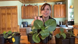 Up Potting Hydroponic Seedlings | EverCrest