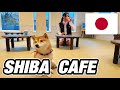 Shibainu Cafe  |  Kamakura  |  Shibainu Japan |  MINI  | mameshiba