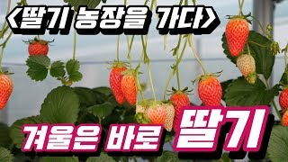 겨울은 바로 딸기의 계절!! [딸기 농장을 가다] - 버라이어티 파머 X 농림축산식품부
