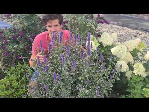 アガスタッシュ「ブルーフォーチュン」 植物