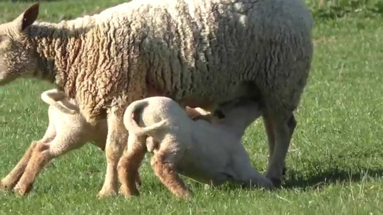 Видеокамера Panasonic HC-W850