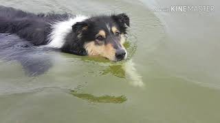 Manchmal bist du noch hier.... Collie Prinz