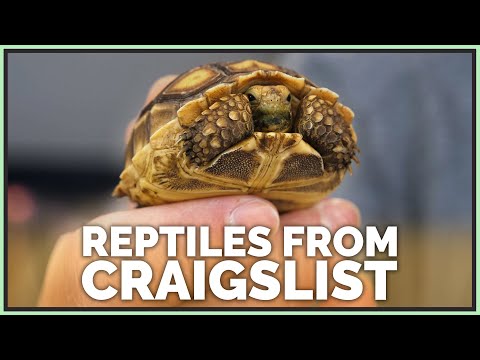 Craigslist Tortoise