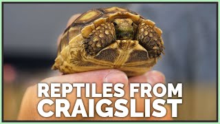 How to Safely Buy Reptiles from Craigslist!