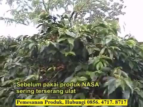 Rumput menurunkan potensi laki-laki Pantocrinum bantuan baik dari potensi