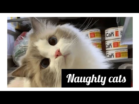 funny cats