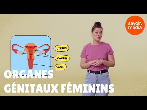 Les organes génitaux féminins - La clinique des mots
