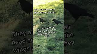 Download lagu 🐦😍 Mengungkap Bahasa Gagak: Suara Klik - apa artinya?! 🎵 #suaragagak mp3