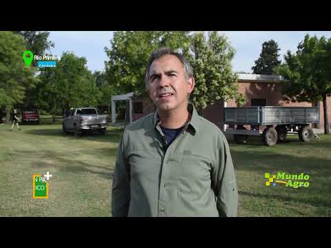 🔶🌱Garbanzo en Piquillín: Cosecha exitosa a pesar del año atípico y el desafío del calibre