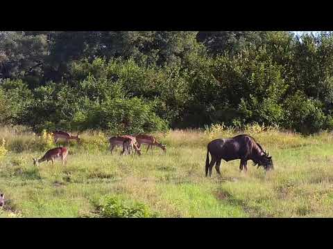 Djuma: Impalas, Wildebeests and Warthogs - 16:55 - 03/13/21