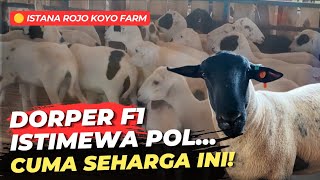 Download lagu Harga Domba Dorper F1 Di Istana Rojo Koyo Farm mp3