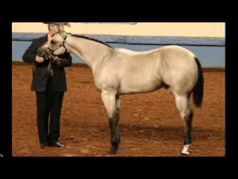 CKade - World Champion Buckskin Stallion