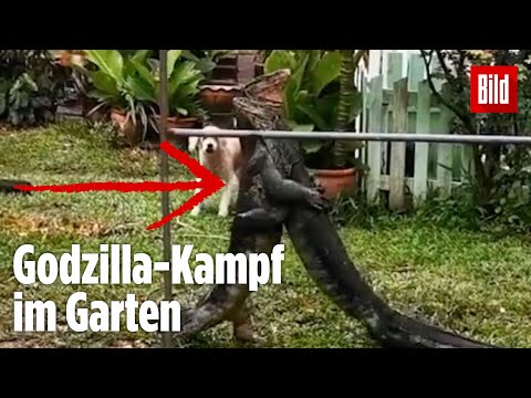 😱 Rieseneidechsen FETZEN sich wie bei einem Wrestling-Match