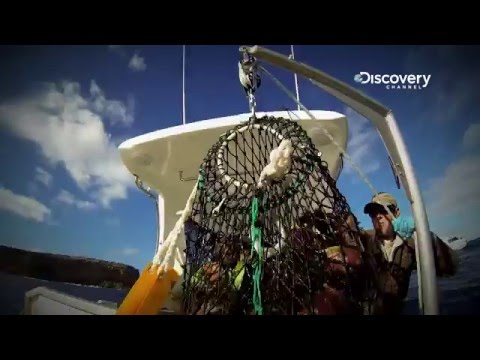 ABALONE WARS 4 | Trailer