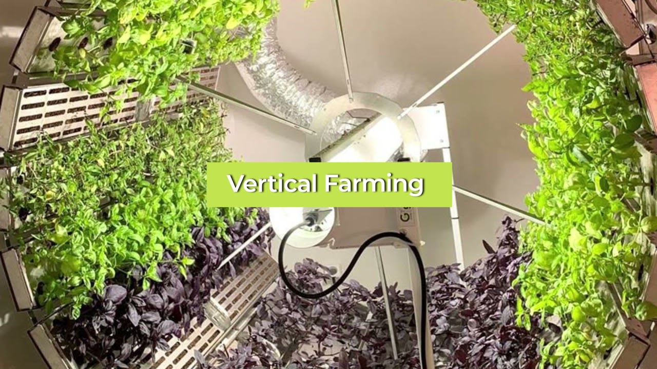 Interlighting 360° LED Grow Light, Greenhouse Supplemental Lighitng Philips intercanopy Grow Light