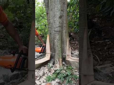 এভাবে কাটলে গাছটি আপনার পছন্দের দিকে পড়বে | Tree Cutting Skill