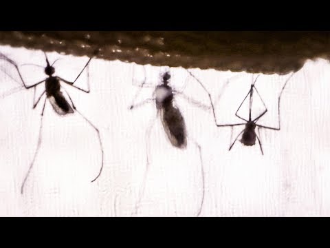The real reason why mosquitoes buzz
